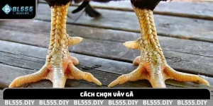 cách chọn vảy gà