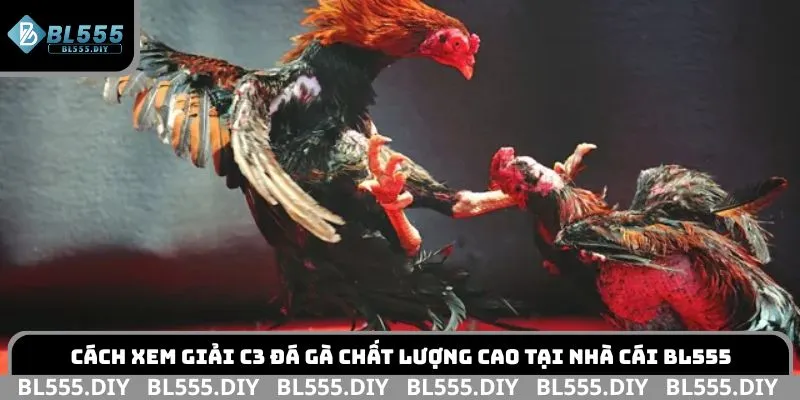 Cách xem giải C3 đá gà chất lượng cao tại nhà cái BL555