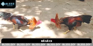 Đá gà C3