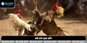 Đá gà cựa sắt
