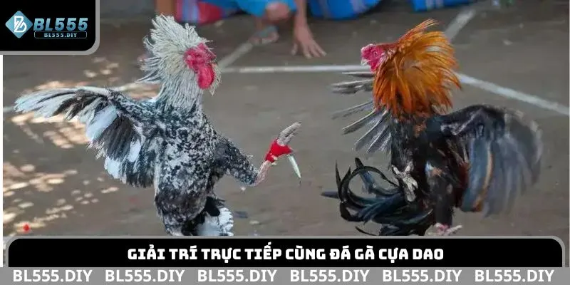 Giải trí trực tiếp cùng đá gà cựa dao