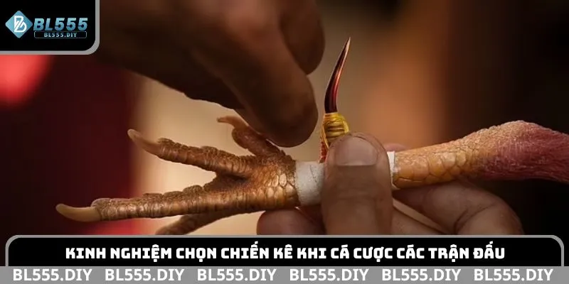 Kinh nghiệm chọn chiến kê khi cá cược các trận đấu