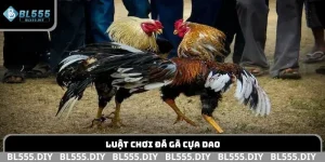 Luật chơi đá gà cựa dao