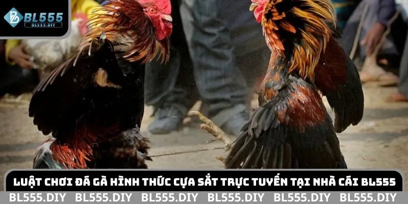 Luật chơi đá gà hình thức cựa sắt trực tuyến tại nhà cái BL555