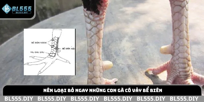 Nên loại bỏ ngay những con gà có vảy bể biên