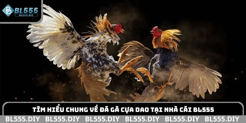Tìm hiểu chung về đá gà cựa dao tại nhà cái BL555