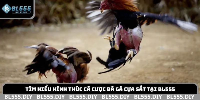 Tìm hiểu hình thức cá cược đá gà cựa sắt tại BL555