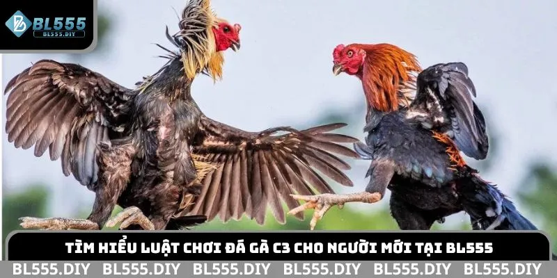 Tìm hiểu luật chơi đá gà C3 cho người mới tại BL555