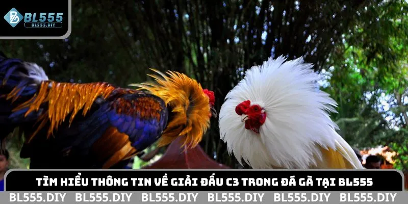 Tìm hiểu thông tin về giải đấu C3 trong đá gà tại BL555
