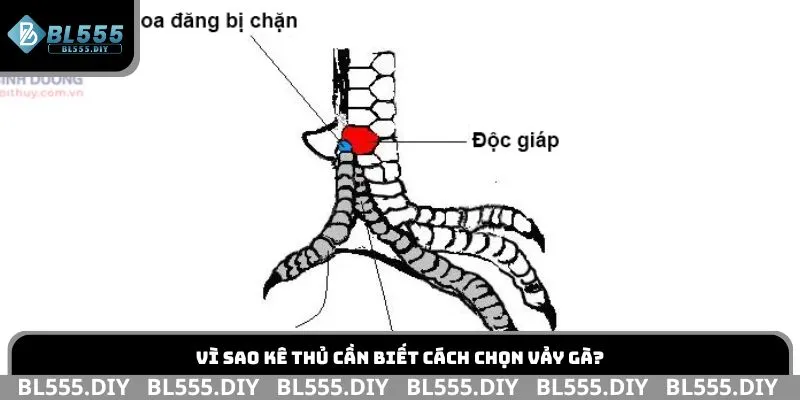 Vì sao kê thủ cần biết cách chọn vảy gà?